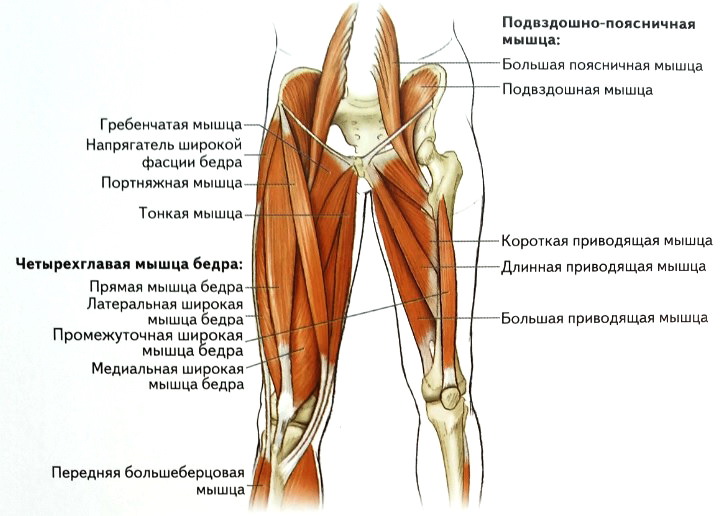 Мышцы бедер