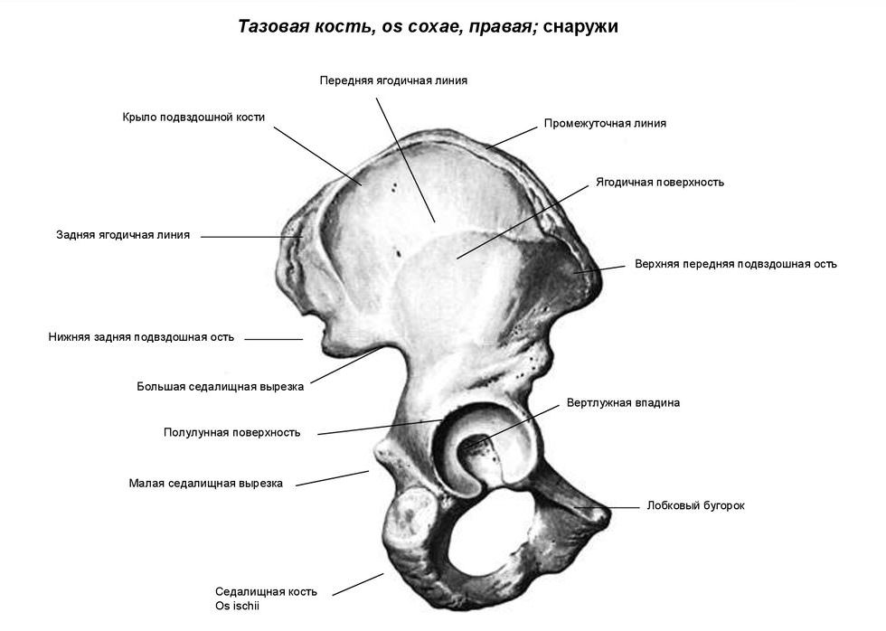 Седалищные вырезки