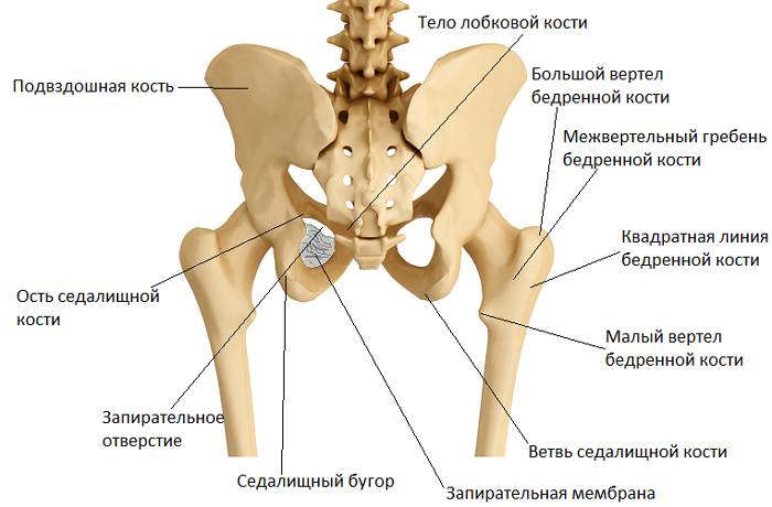 Кости тазобедренного сустава
