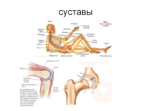 суставы