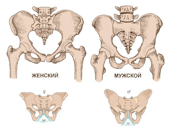 Женский-мужской-таз