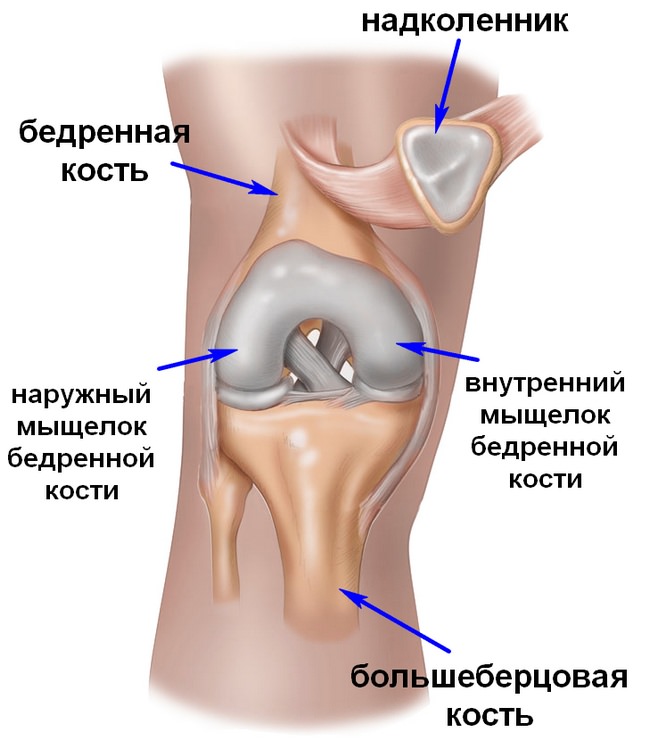 Строение колена