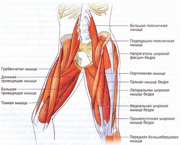 Мышцы бедра