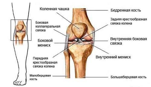 Строение коленного сустава