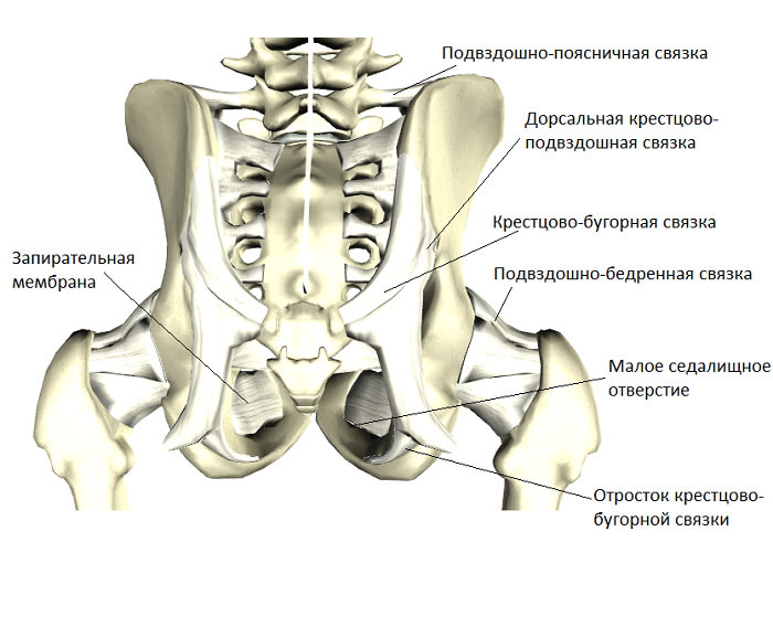 Связки таза