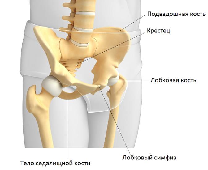 Тело седалищной кости