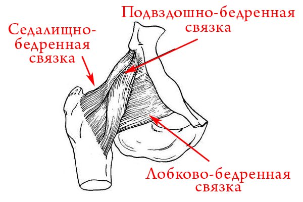 Связки таза