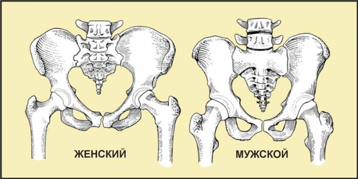 Таз женщин и мужчин
