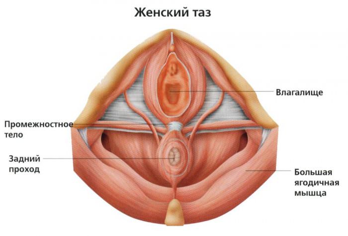Строение дна женского таза