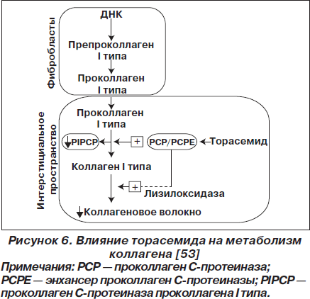 Метаболизм коллагена