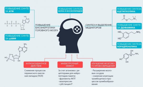 Механизм действия ноотропов