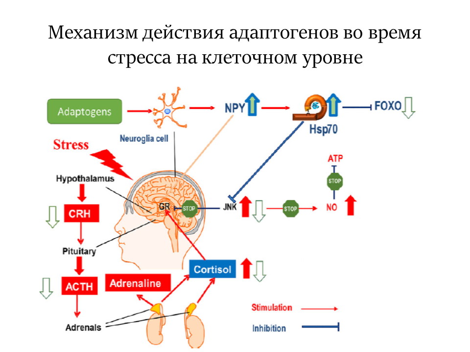 Механизм действия адаптогенов