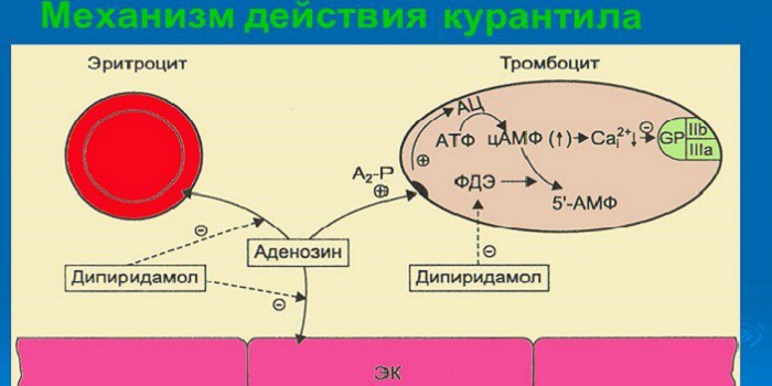 Действие препарата