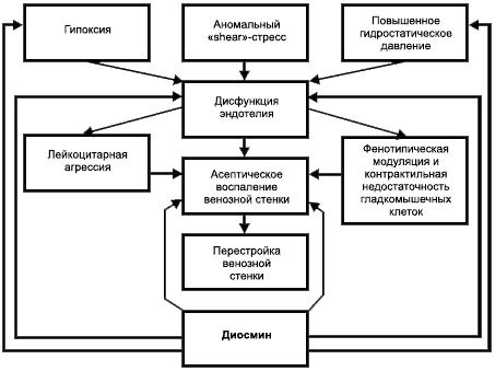 Механизм действия диосмина
