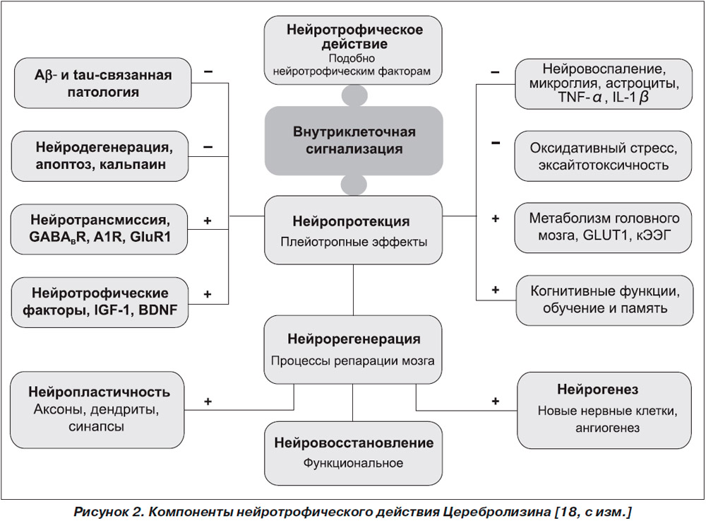 Нейротрофическое действие