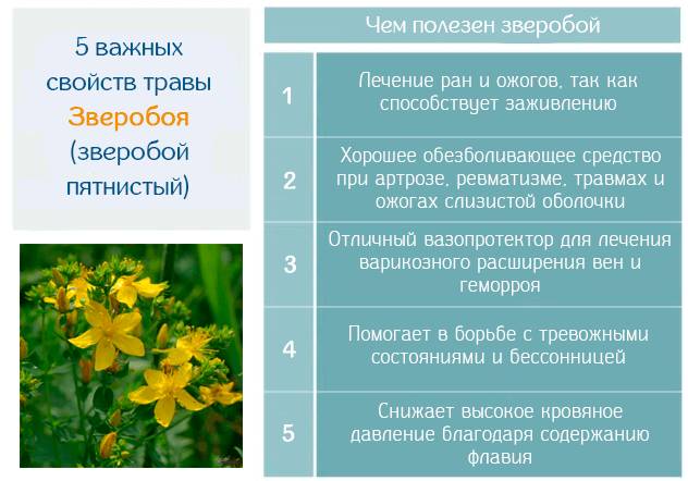 5 важных свойств травы зверобоя