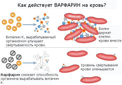 Влияние Варфарина на кровь
