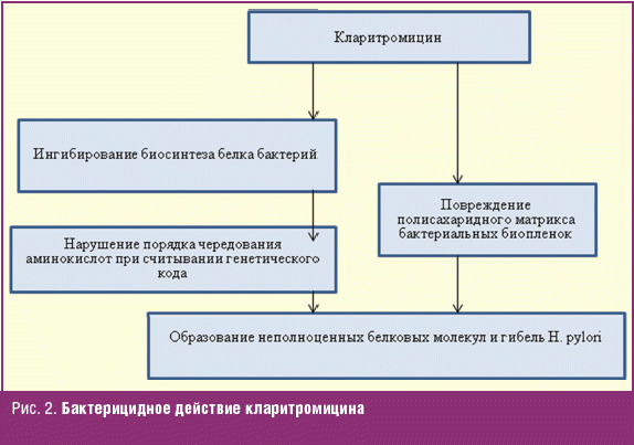 Бактерицидное действие кларитромицина