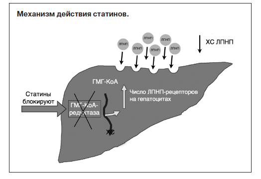 Механизм действия статинов