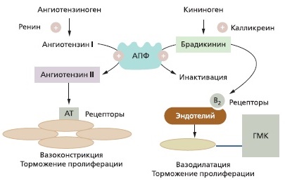 Механизм действия