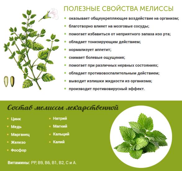 Полезные свойства мелиссы