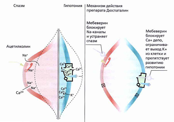 Механизм действия дюспаталина