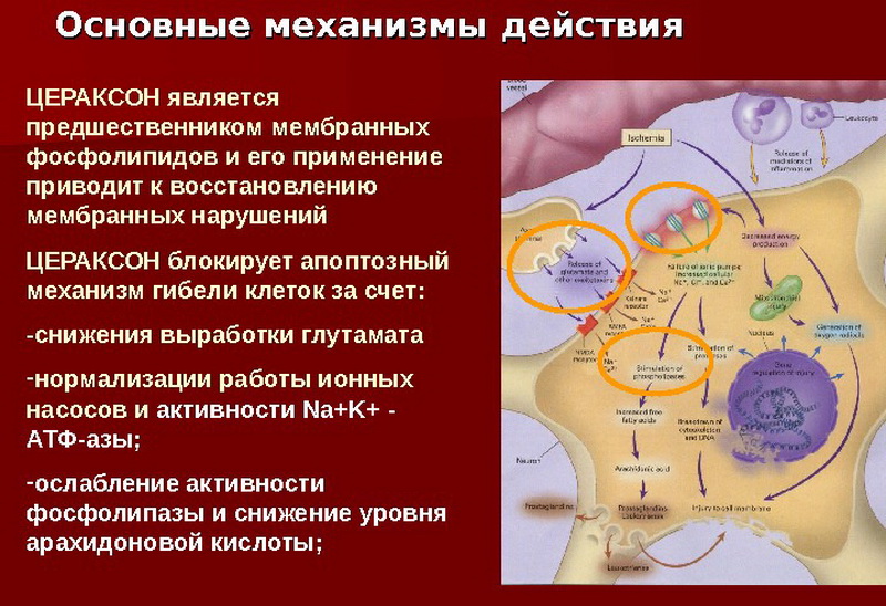 Механизм действия Цераксона
