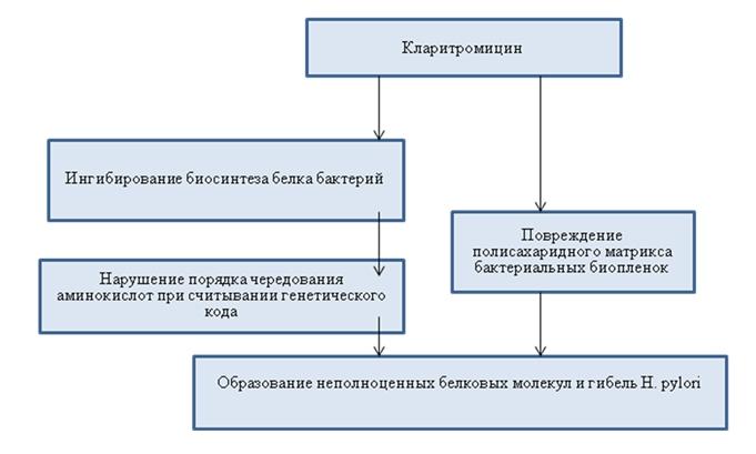 Действие Кларитромицина