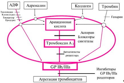 Механизм действия АСК