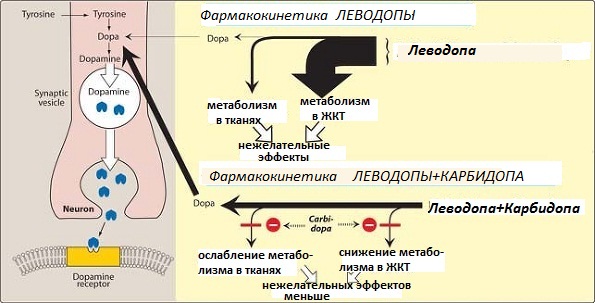 Механизм действия леводопы