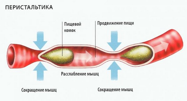 Перистальтика кишечника