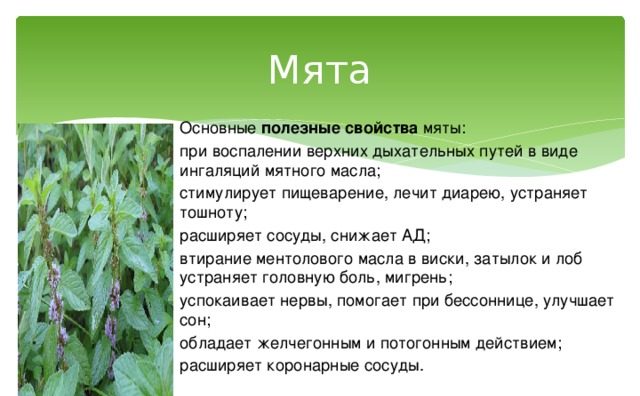 Лечебные свойства мяты