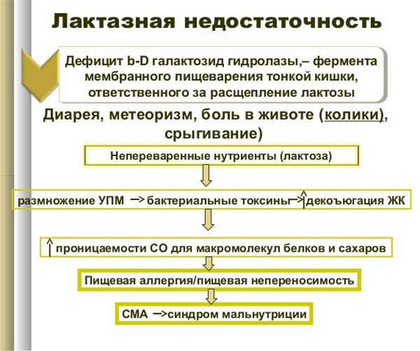 Лактазная недостаточноcть