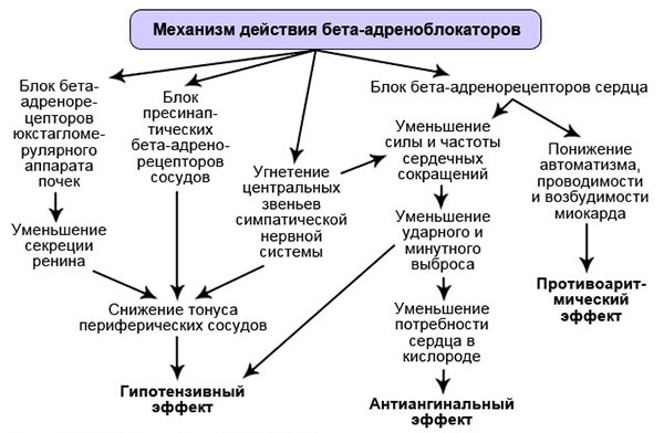 Механизм действия бета-блокаторов