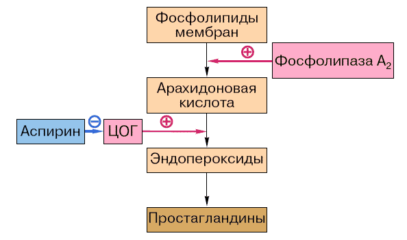 Механизм действия Аспирина