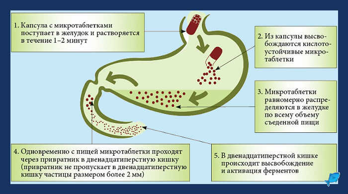Механизм действия препарата