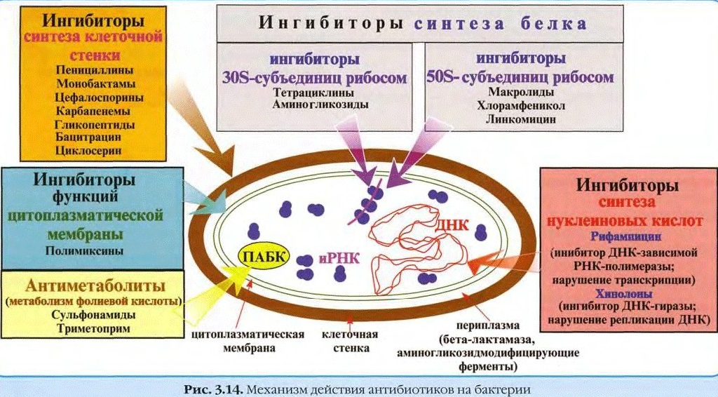 Механизм воздействия антибиотиков на бактерии