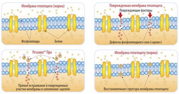 Принцип действия Резалюта