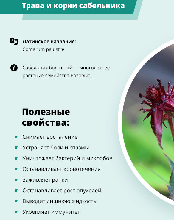 Лечебные свойства сабельника