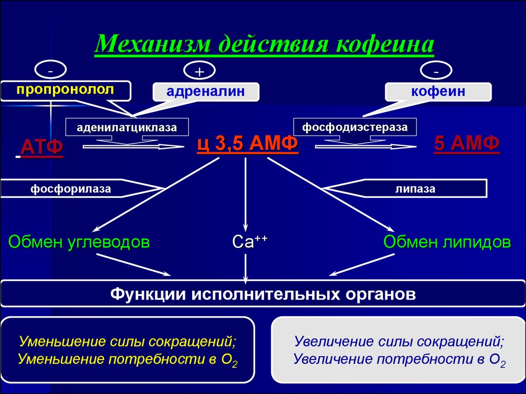Механизм действия кофеина