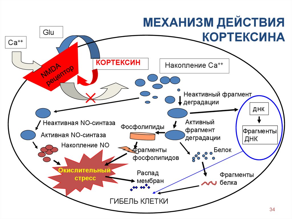 Механизм действия
