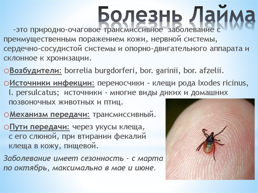 Болезнь Лайма