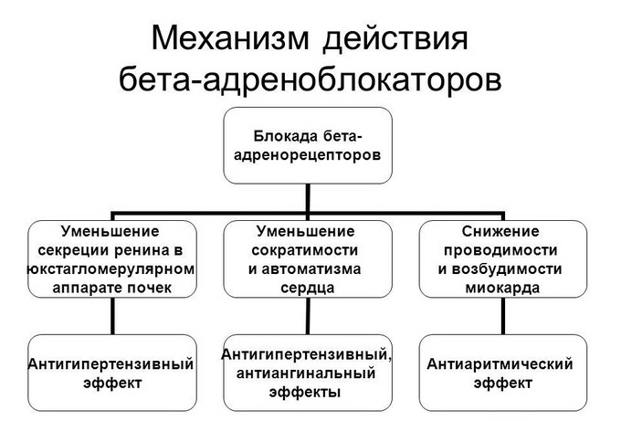 Механизм действия бета-адреноблокаторов