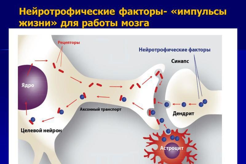 Нейротрофические факторы