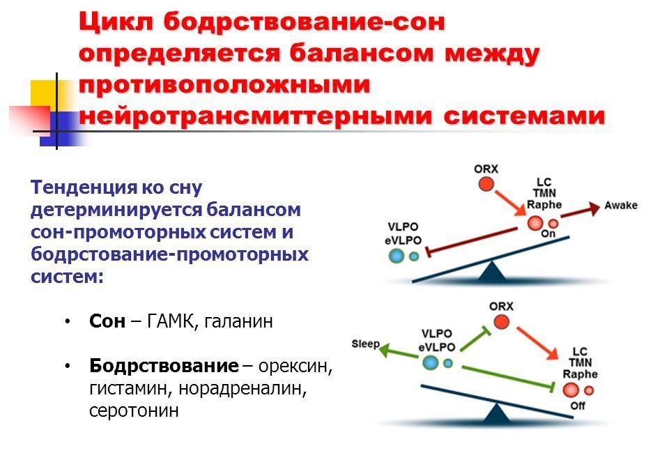 Цикл сон-бодрствование