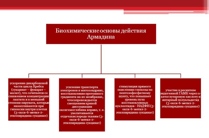 Биохимические основы действие Армадина
