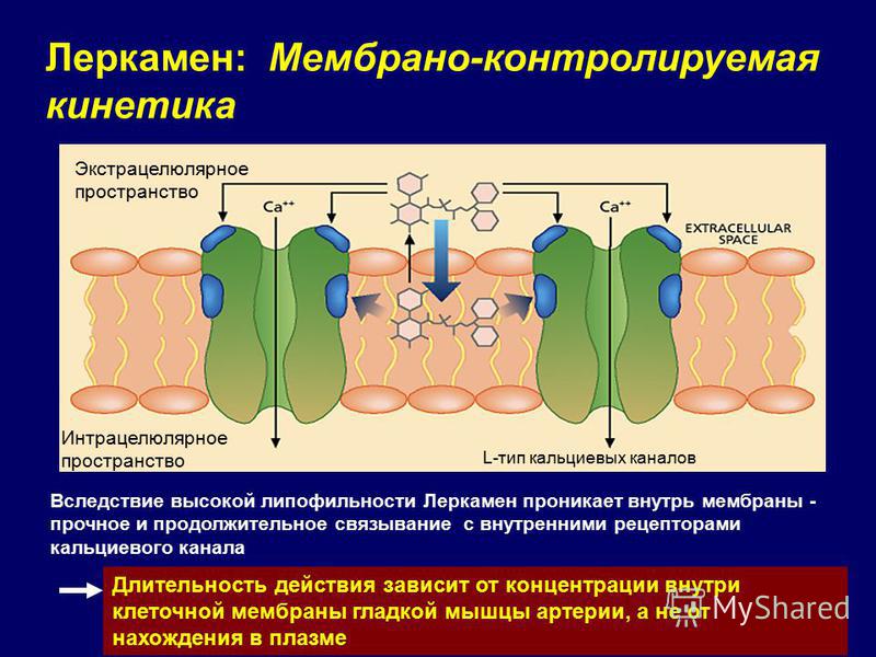 Фармакологическое действие Леркамена