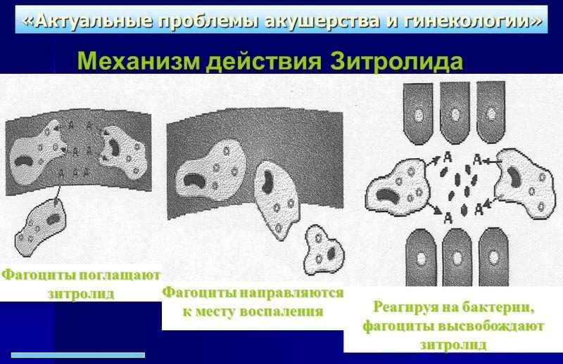 Механизм действия