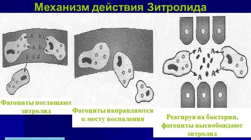 Механизм действия