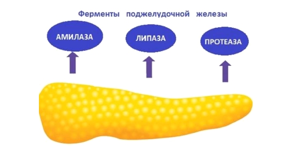 Ферменты поджелудочной